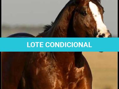 LOTE 019 - EMBRIÃO A EFETIVAR -  FIRE WATER TA FAME x TWIG LADY AG