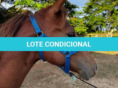 LOTE 012 - KING ROOSTER OLENA