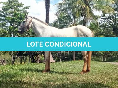 LOTE 010 - PEPITA TROUBLE JAY