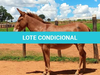 LOTE 017 - APACHE