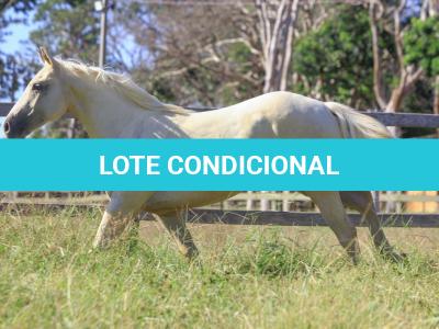 LOTE 007 - VERMONT WOOD PLL