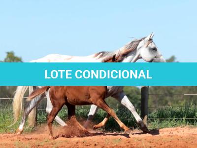 LOTE 002 - STAR DOCBADGERS DOLL - 3x1
