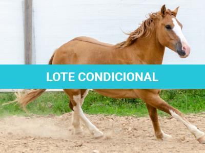 LOTE 015 - APACHE ESM DA PPMP