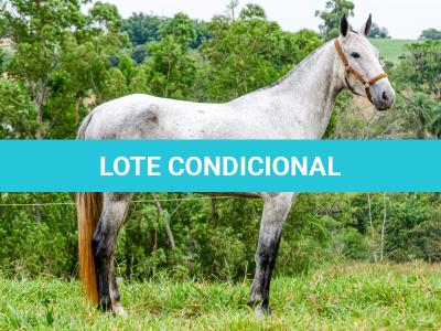 LOTE 017 - BETANIA DA NOVA TRADIÇÃO