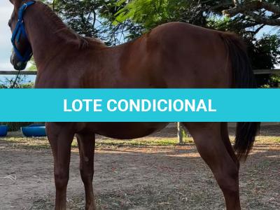 LOTE 012 - KING ROOSTER OLENA