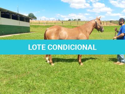 LOTE 004 - CANDY HICKORY DHL