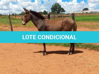 LOTE 021 - CONHAQUE