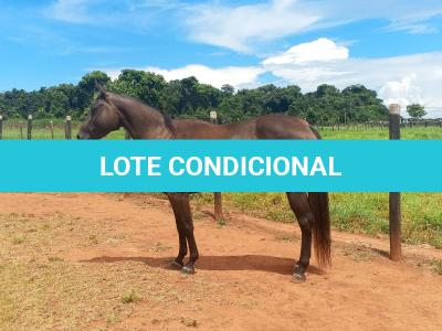 LOTE 004 - CACAU ROXA HS2