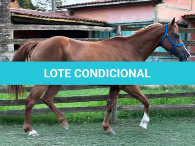 LOTE 006 - DYNA ROOSTER