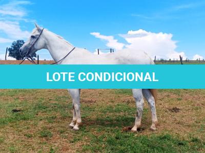 LOTE 002 - WR GRAY GOOSE