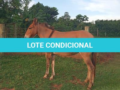 LOTE 016 - MORENA