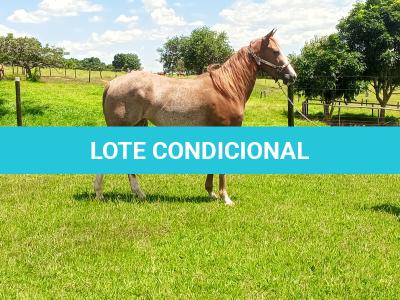 LOTE 002 - SMOKINLIGHTING DHL