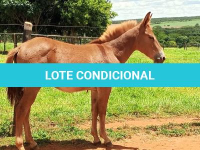 LOTE 019 - CAMPARI