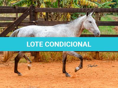 LOTE 017 - BETANIA DA NOVA TRADIÇÃO