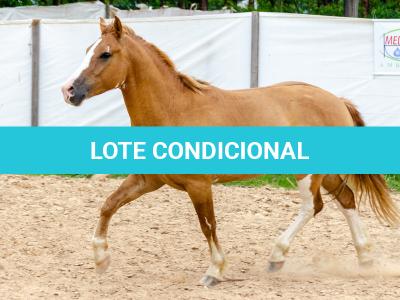LOTE 015 - APACHE ESM DA PPMP
