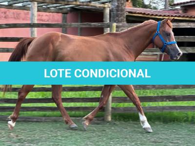LOTE 006 - DYNA ROOSTER