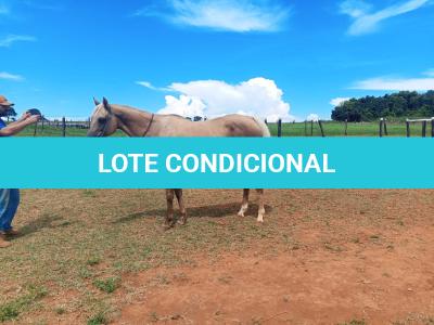 LOTE 003 - JENNY FRENCHMANS JAY