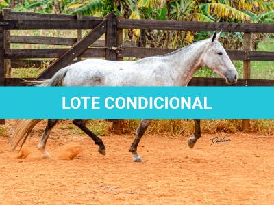 LOTE 017 - BETANIA DA NOVA TRADIÇÃO