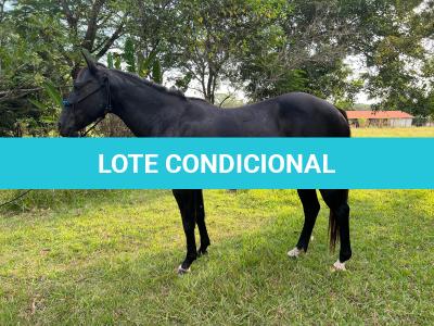 LOTE 005 - EMBRIÃO EFETIVADO (PEPTOBOONREY x NOITE CASH)