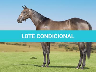 LOTE 003 - INNICTA FLY JAY OFV
