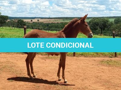LOTE 020 - MALBEC