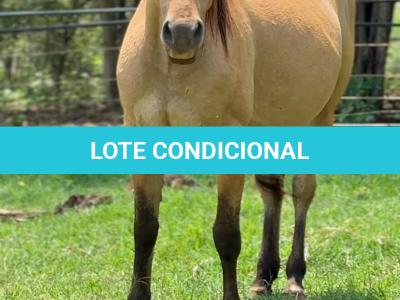 LOTE 020 - EMBRIÃO EFETIVADO -  MJ ROOSTERS GUN  X TEQUILERA CIELO SQ
