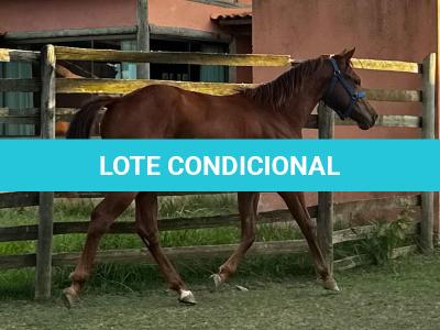LOTE 012 - KING ROOSTER OLENA
