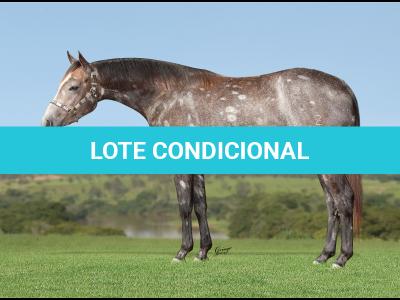 LOTE 005 - KATIE CHIC Z