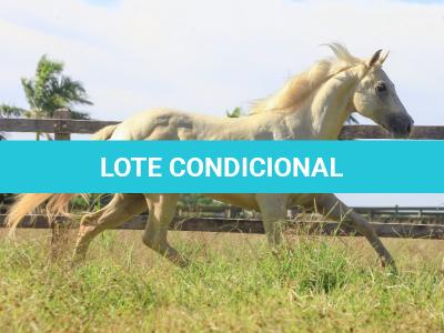 LOTE 007 - VERMONT WOOD PLL