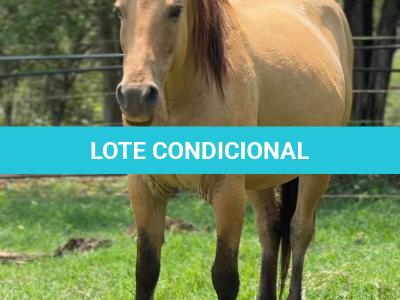 LOTE 020 - EMBRIÃO EFETIVADO -  MJ ROOSTERS GUN  X TEQUILERA CIELO SQ