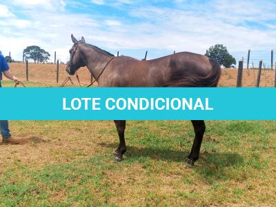 LOTE 004 - CACAU ROXA HS2
