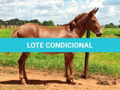 LOTE 017 - APACHE