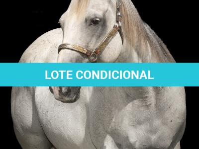 LOTE 002 - STAR DOCBADGERS DOLL - 3x1