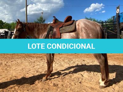 LOTE 011 - CORONEL DOC PLAYBOY