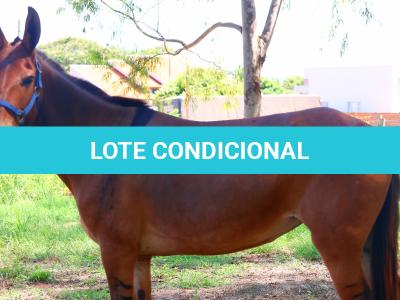 LOTE 015 - COLINA
