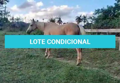 LOTE 012 - YELLOW HEAVENS DOC