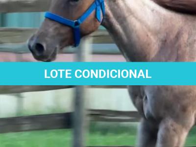 LOTE 010 - PRINCESS JAY KEYS