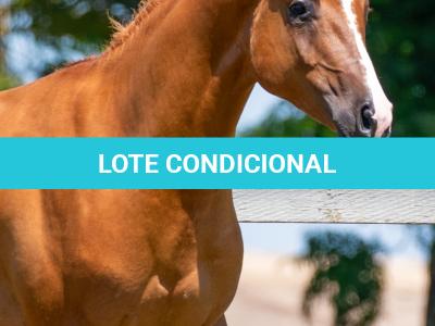 LOTE 004 - SHINNERS STONE