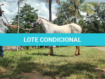 LOTE 010 - PEPITA TROUBLE JAY