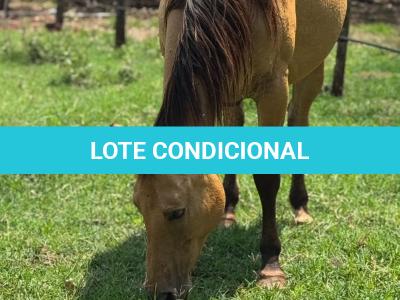 LOTE 020 - EMBRIÃO EFETIVADO -  MJ ROOSTERS GUN  X TEQUILERA CIELO SQ