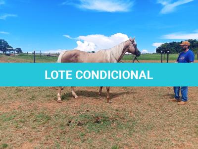 LOTE 003 - JENNY FRENCHMANS JAY
