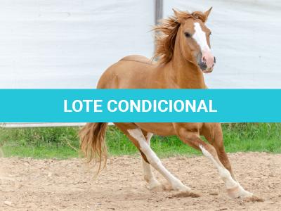 LOTE 015 - APACHE ESM DA PPMP