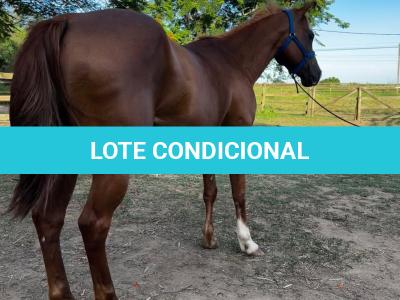 LOTE 006 - DYNA ROOSTER
