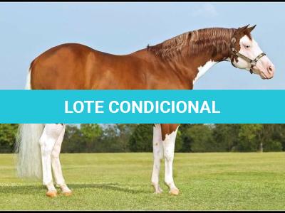 LOTE 020 - EMBRIÃO EFETIVADO -  MJ ROOSTERS GUN  X TEQUILERA CIELO SQ