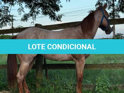 LOTE 010 - PRINCESS JAY KEYS