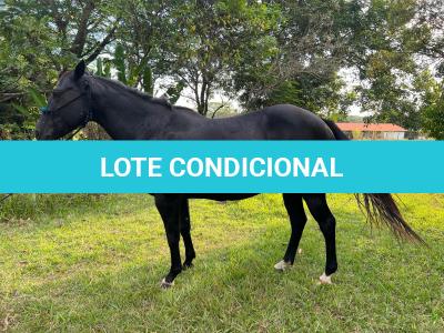 LOTE 005 - EMBRIÃO EFETIVADO (PEPTOBOONREY x NOITE CASH)