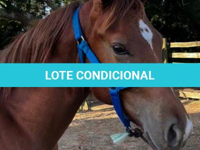 LOTE 012 - KING ROOSTER OLENA