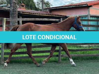 LOTE 006 - DYNA ROOSTER