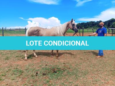 LOTE 003 - JENNY FRENCHMANS JAY