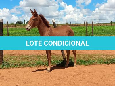 LOTE 020 - MALBEC